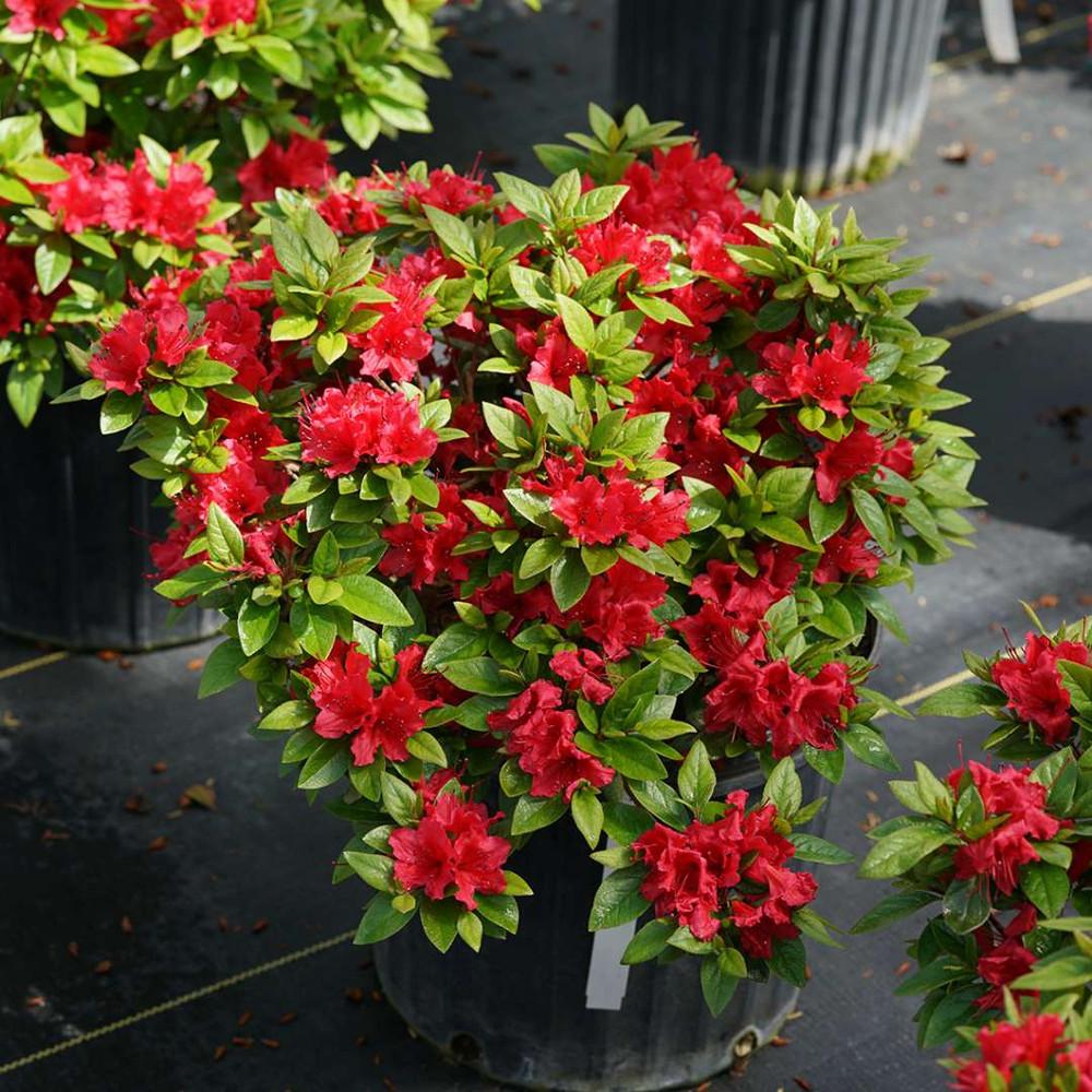 Azalea Perfecto Mundo Red - View 2 from www redcrocus com