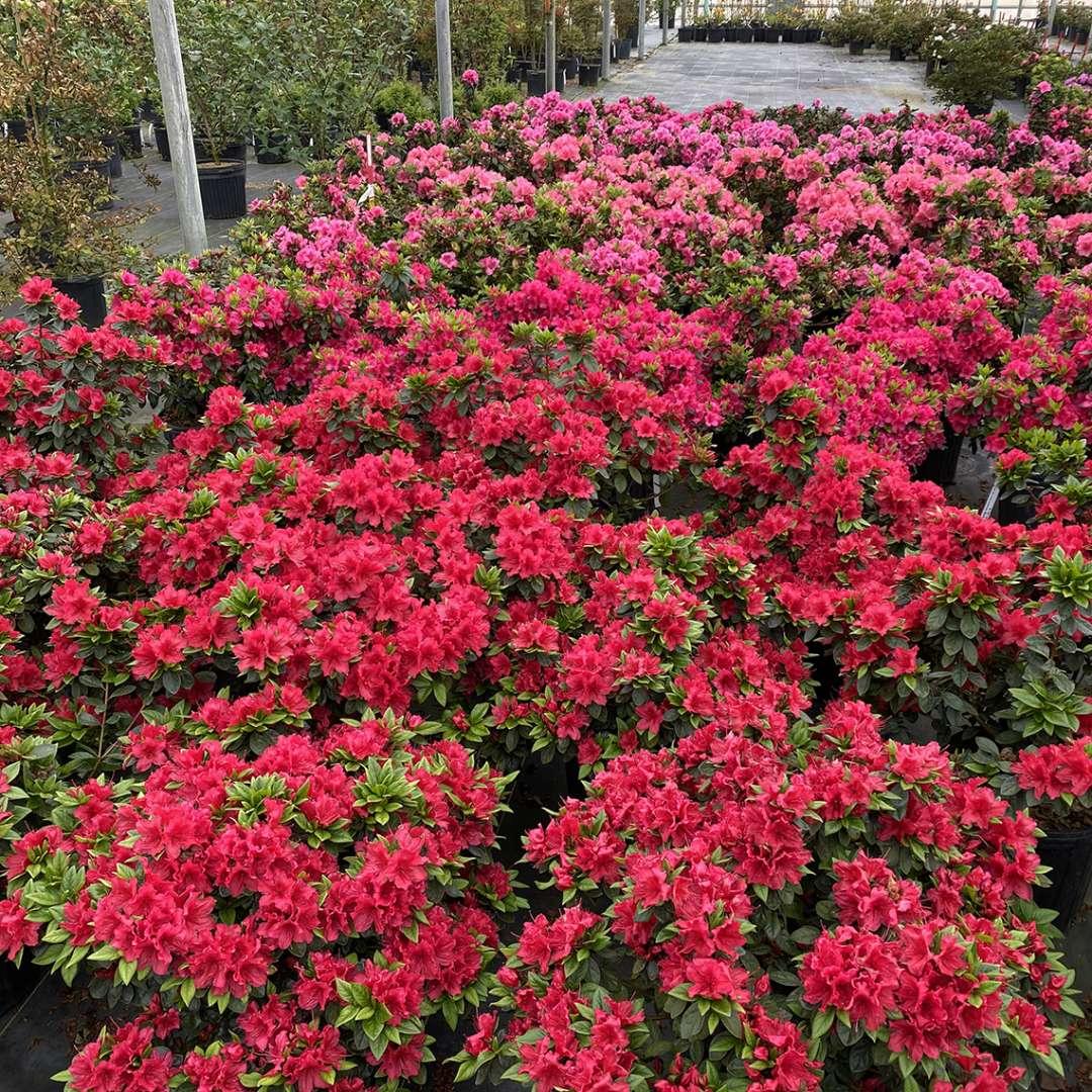 Azalea Perfecto Mundo Red - View 3 from www redcrocus com