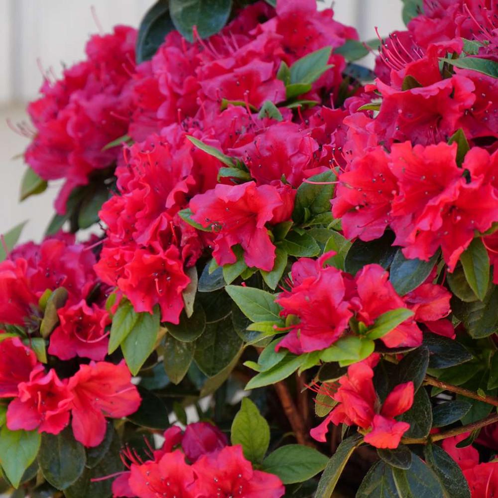 Azalea Perfecto Mundo Red - View 6 from www redcrocus com