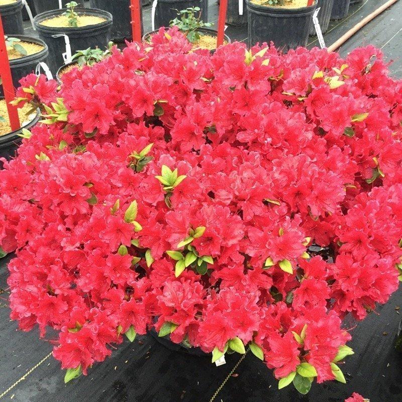 Azalea Perfecto Mundo Red - View 8 from www redcrocus com