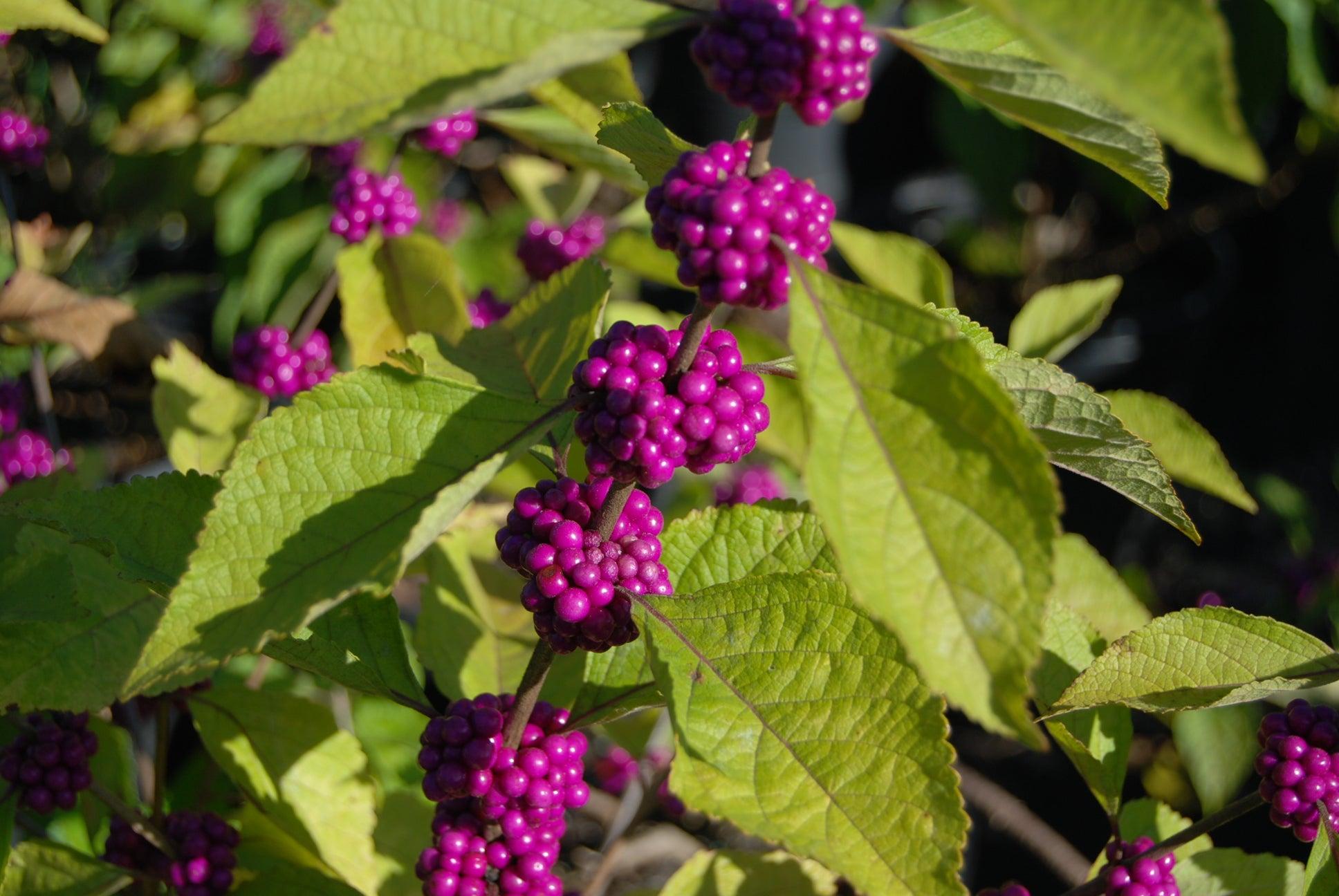 Callicarpa Americana - View 10 from www redcrocus com