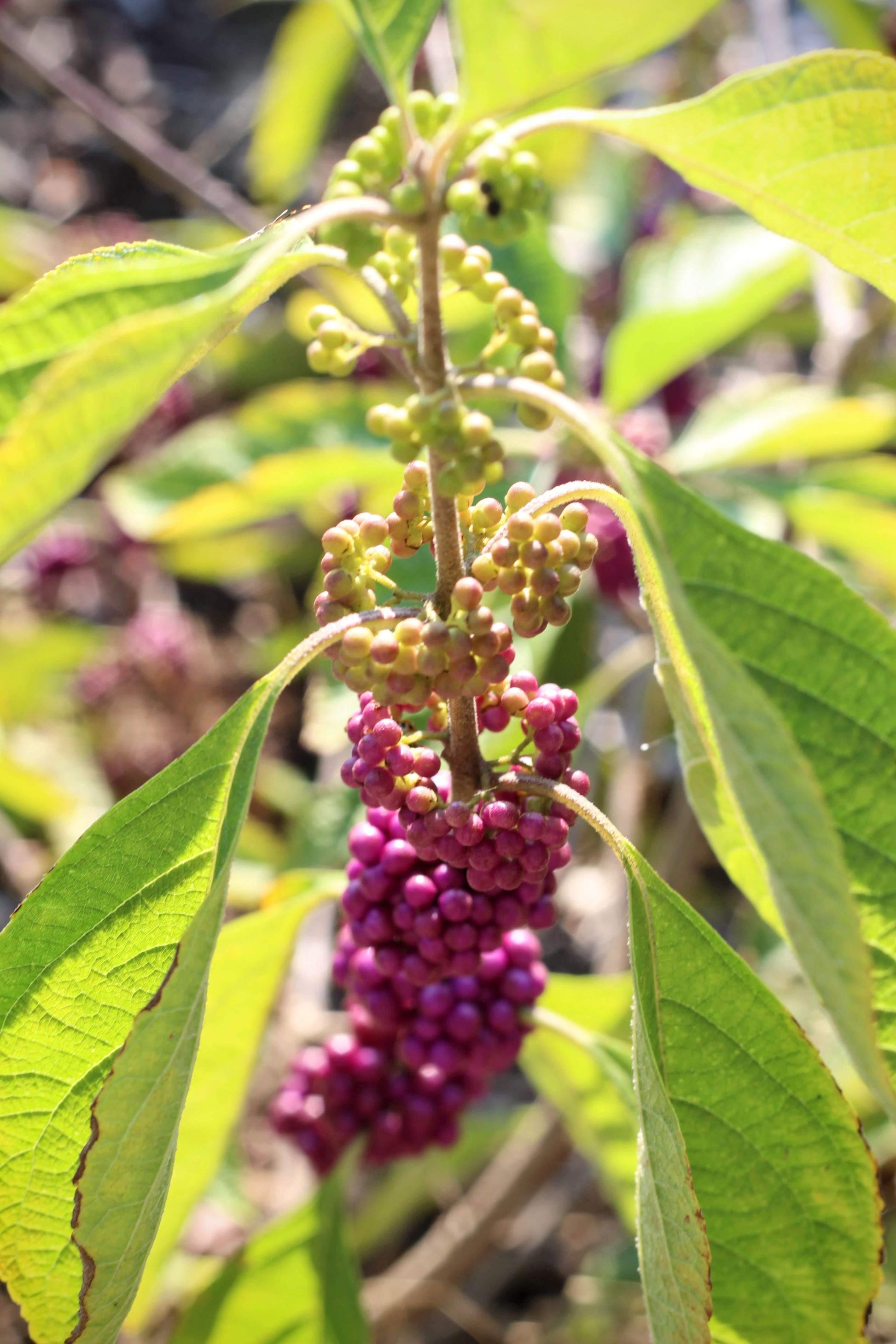 Callicarpa Americana - View 12 from www redcrocus com