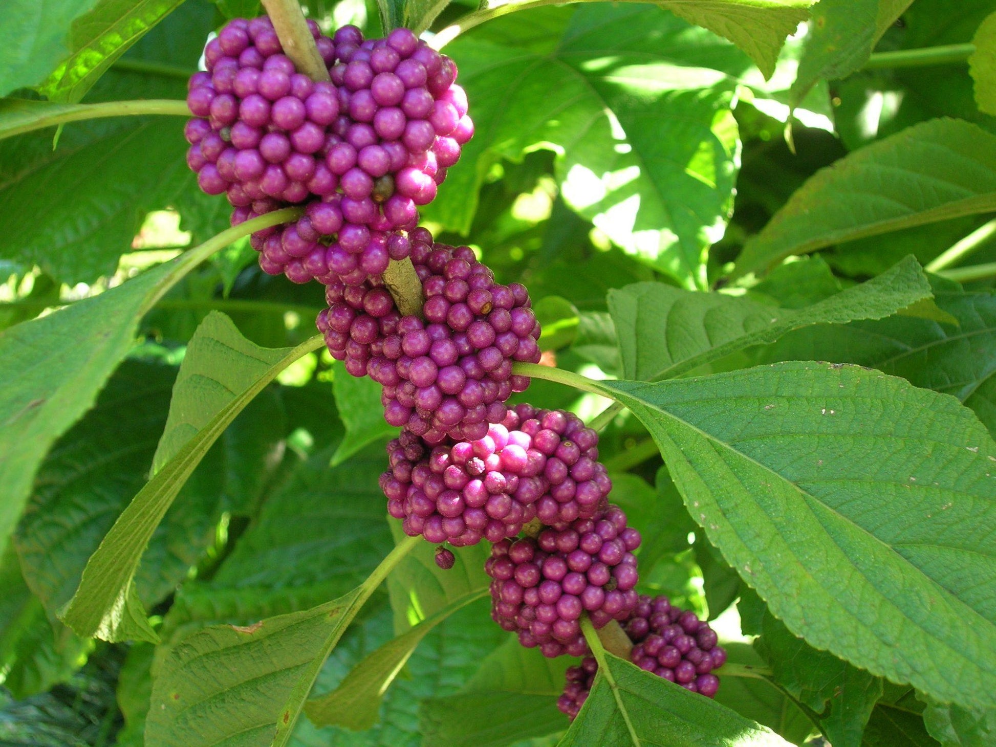 Callicarpa Americana - View 14 from www redcrocus com