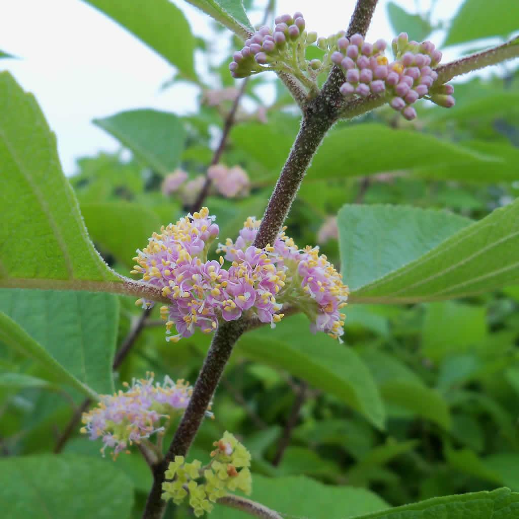 Callicarpa Americana - View 16 from www redcrocus com