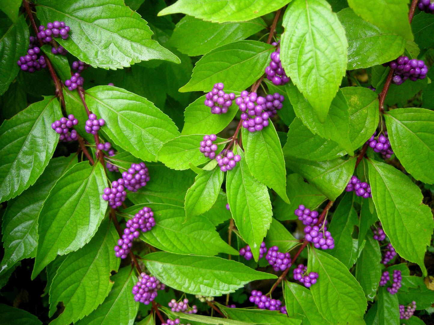 Callicarpa Americana - View 17 from www redcrocus com