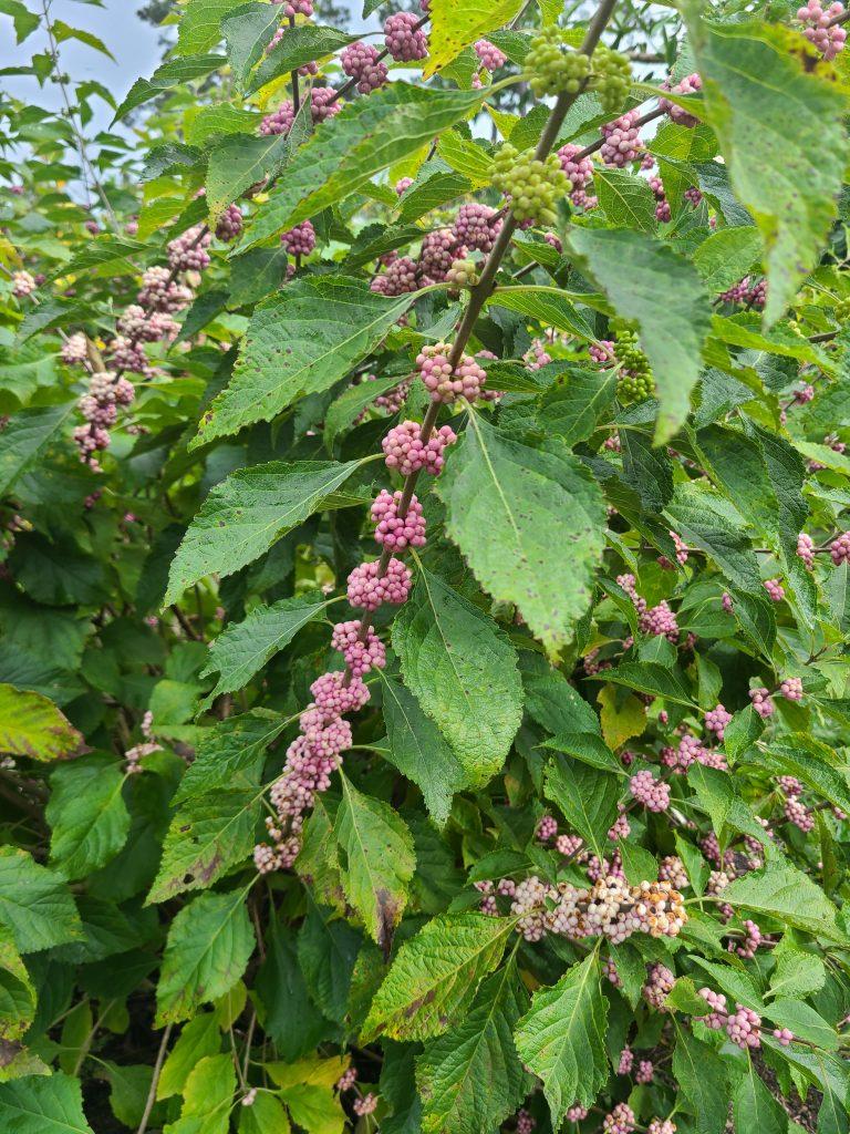 Callicarpa Americana - View 19 from www redcrocus com