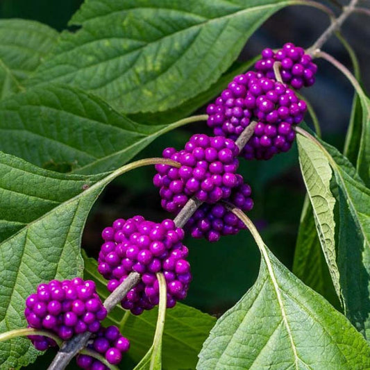 Callicarpa Americana - View 1 from www redcrocus com
