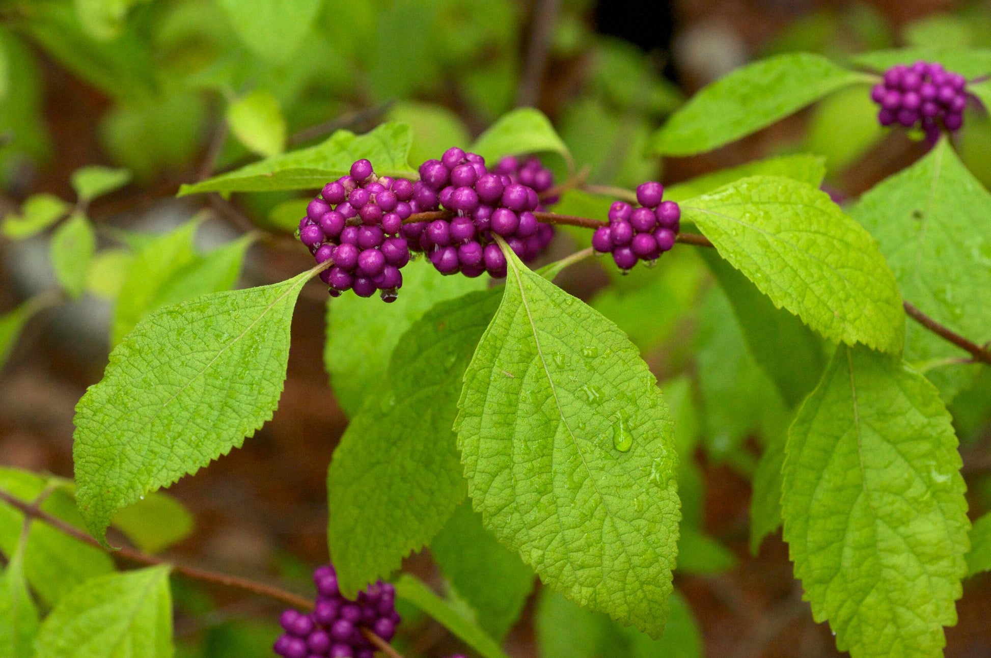 Callicarpa Americana - View 2 from www redcrocus com