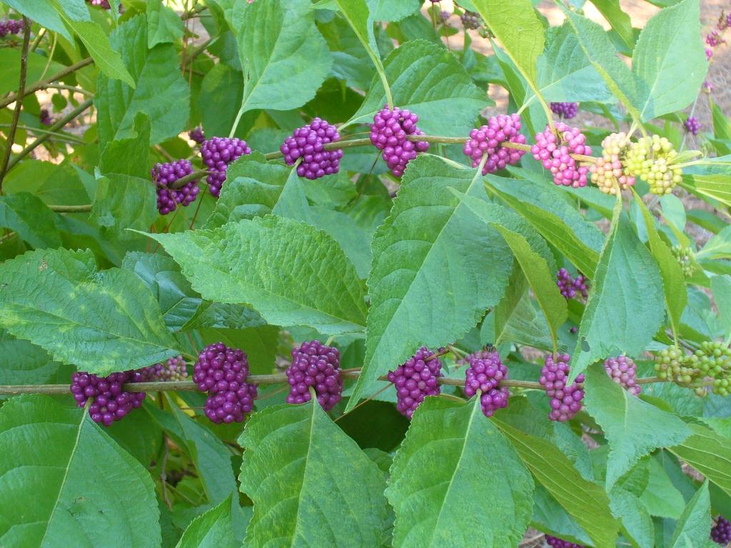 Callicarpa Americana - View 3 from www redcrocus com