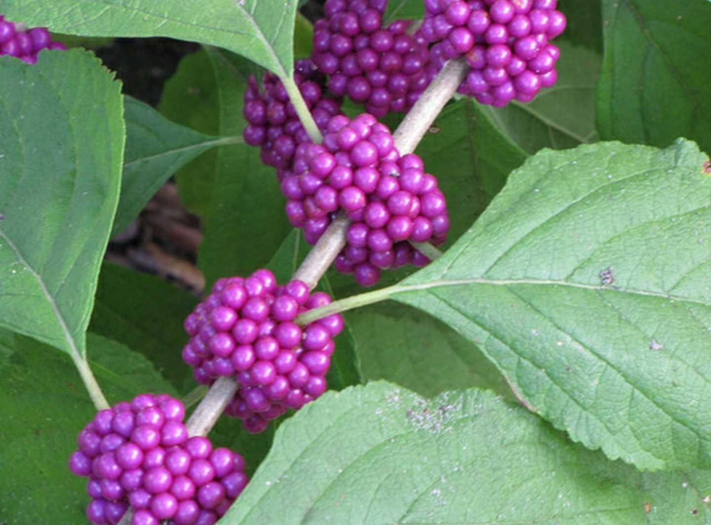 Callicarpa Americana - View 4 from www redcrocus com