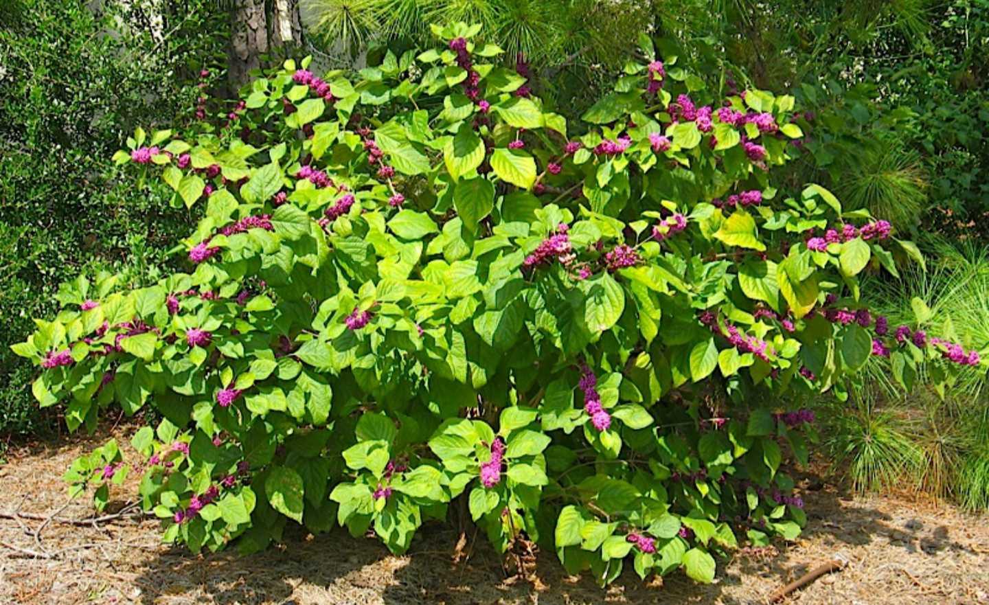 Callicarpa Americana - View 5 from www redcrocus com