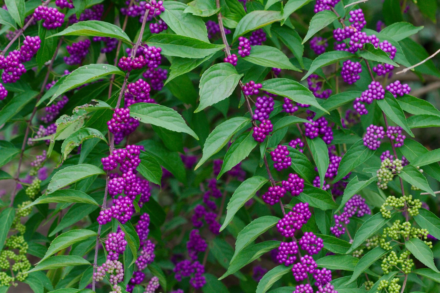 Callicarpa Americana - View 6 from www redcrocus com