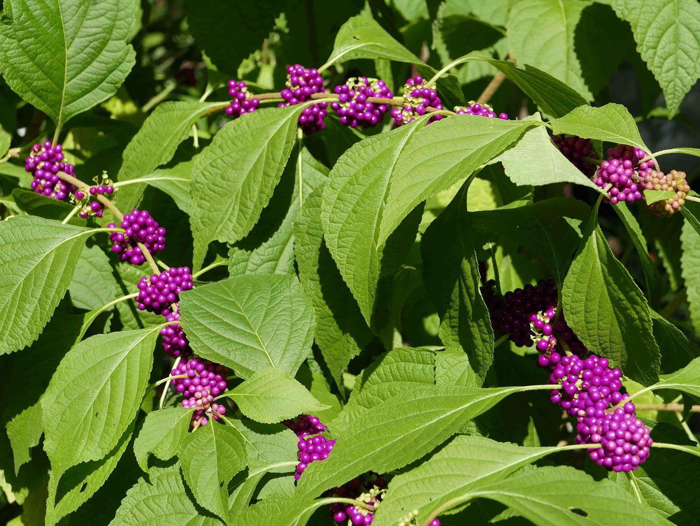 Callicarpa Americana - View 9 from www redcrocus com