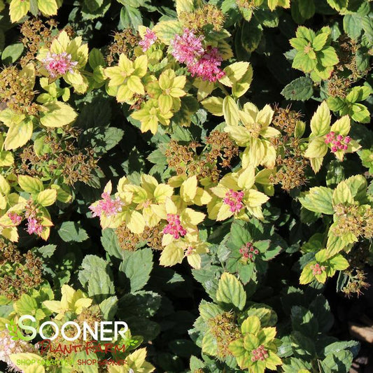 Spirea Japonica Poprocks Petite - View 10 from www redcrocus com