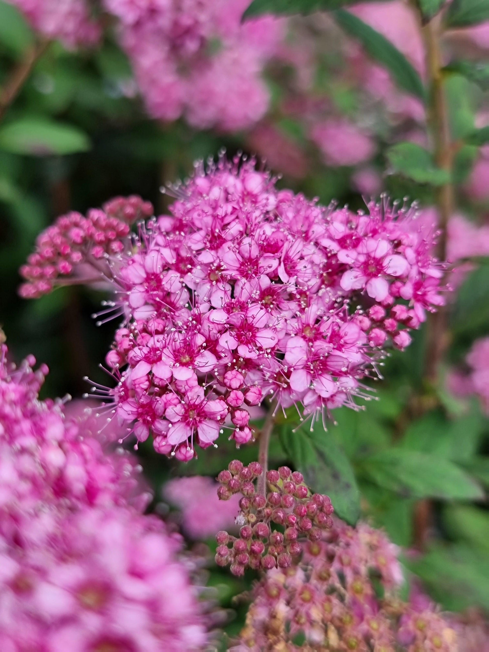 Spirea Japonica Poprocks Petite - View 12 from www redcrocus com