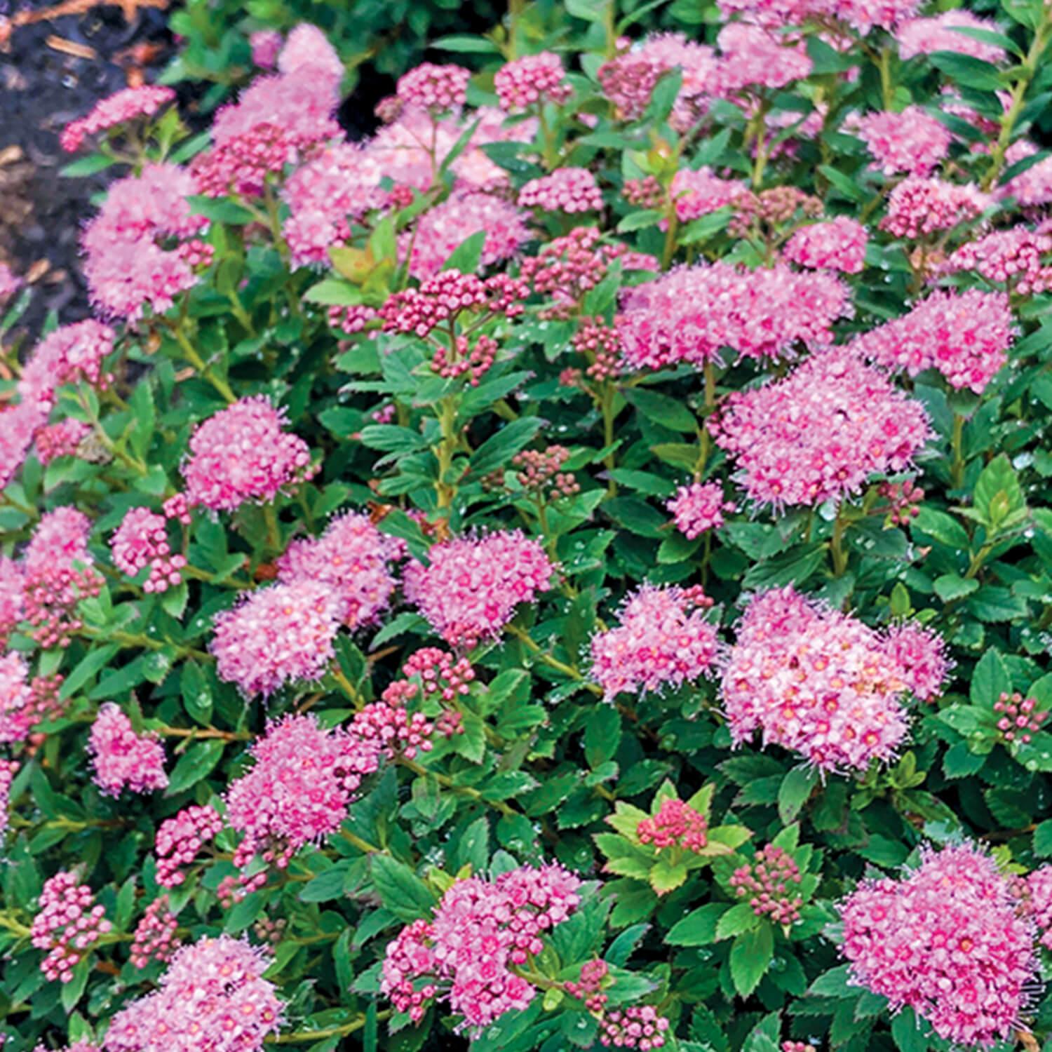 Spirea Japonica Poprocks Petite - View 16 from www redcrocus com