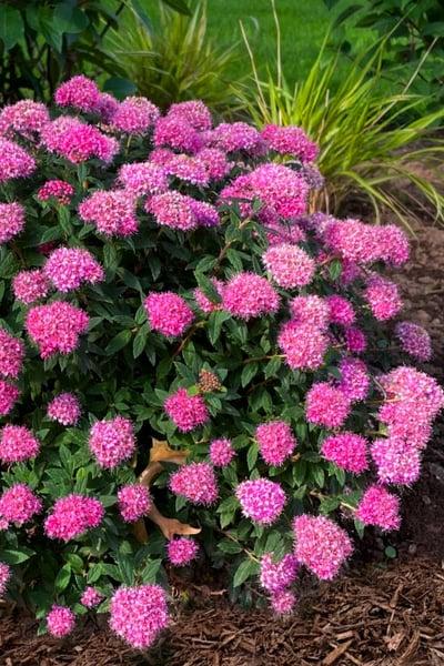 Spirea Japonica Poprocks Petite - View 20 from www redcrocus com