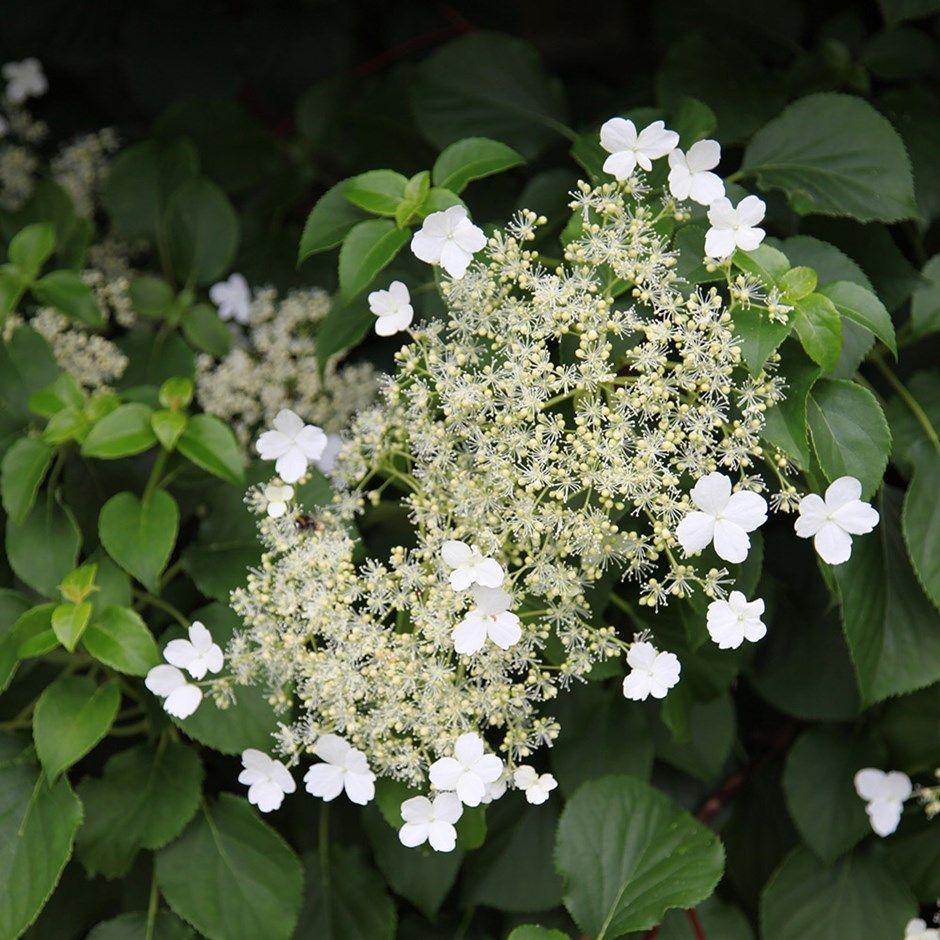 Hydrangea Petiolaris Staked - View 12 from www redcrocus com