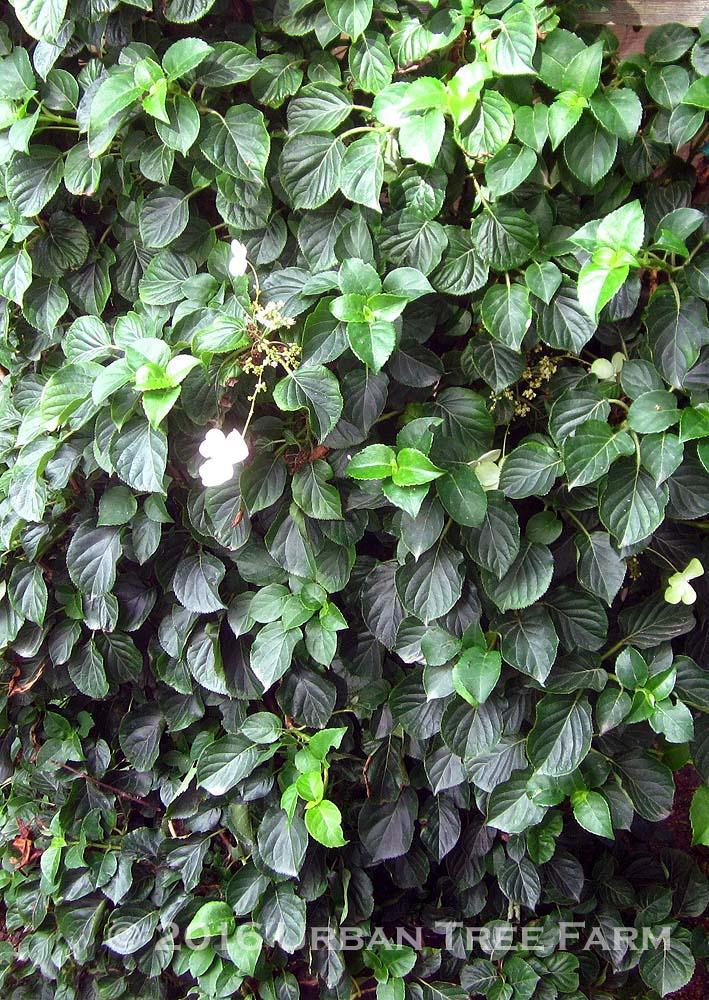 Hydrangea Petiolaris Staked - View 3 from www redcrocus com