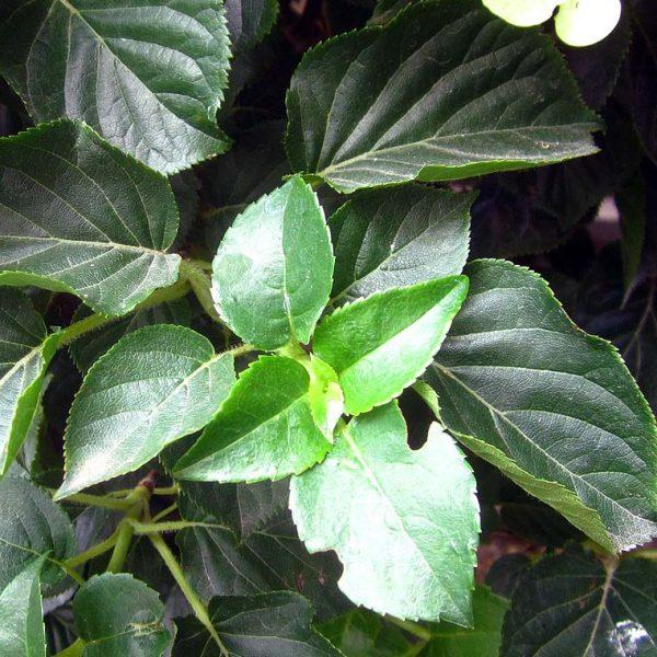Hydrangea Petiolaris Staked - View 8 from www redcrocus com