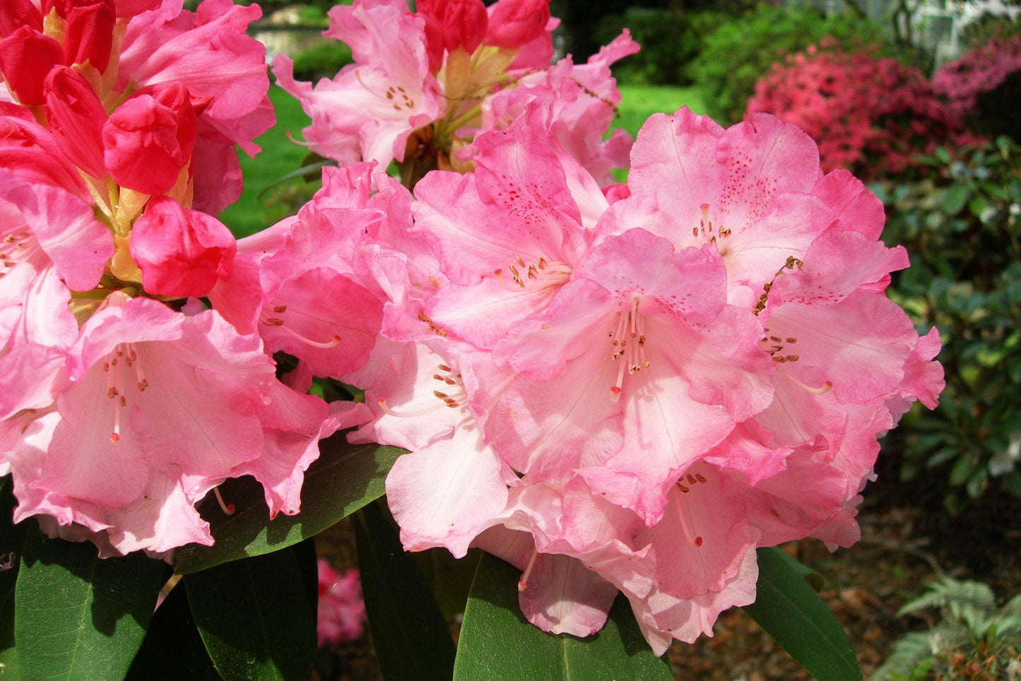 Rhododendron Solidarity - View 10 from www redcrocus com
