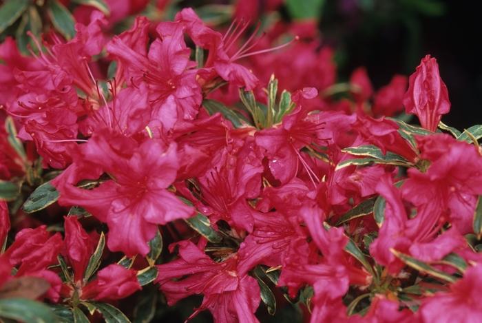 Rhododendron Solidarity - View 15 from www redcrocus com