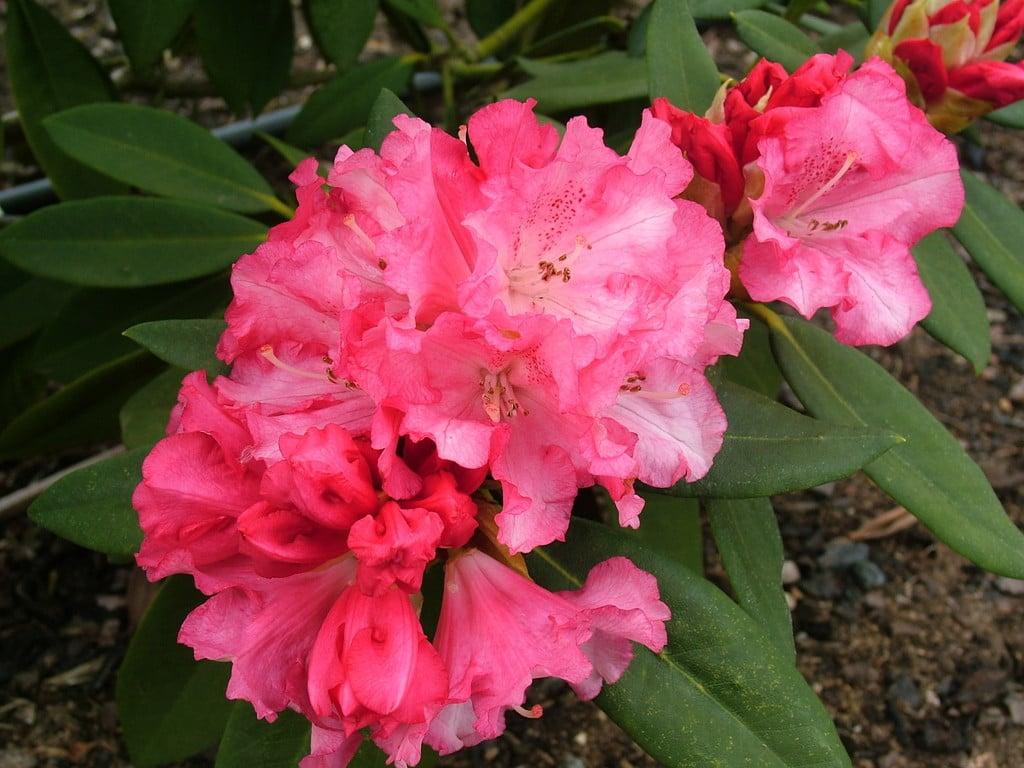 Rhododendron Solidarity - View 16 from www redcrocus com