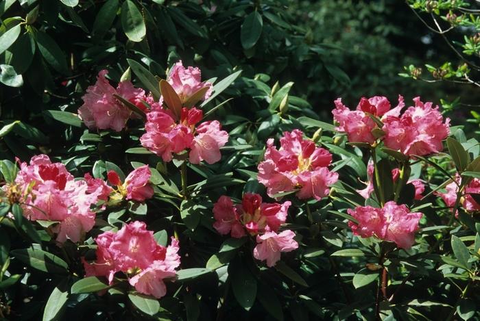 Rhododendron Solidarity - View 5 from www redcrocus com