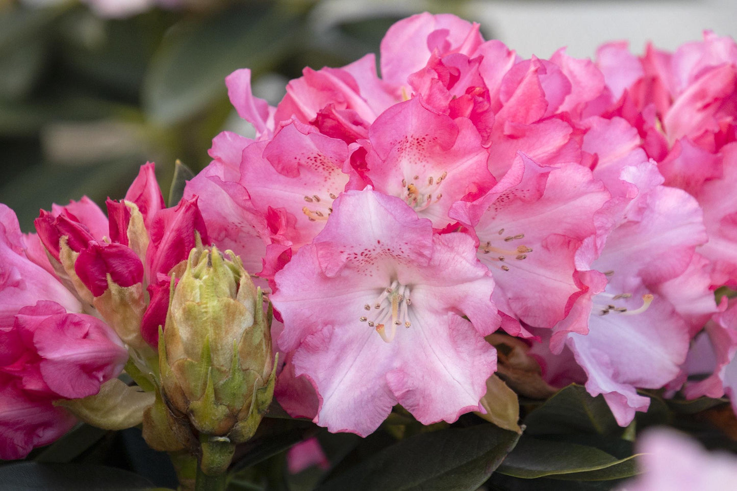 Rhododendron Solidarity - View 8 from www redcrocus com