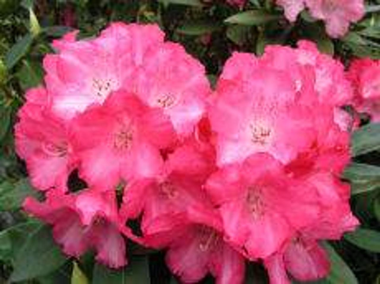 Rhododendron Solidarity - View 9 from www redcrocus com