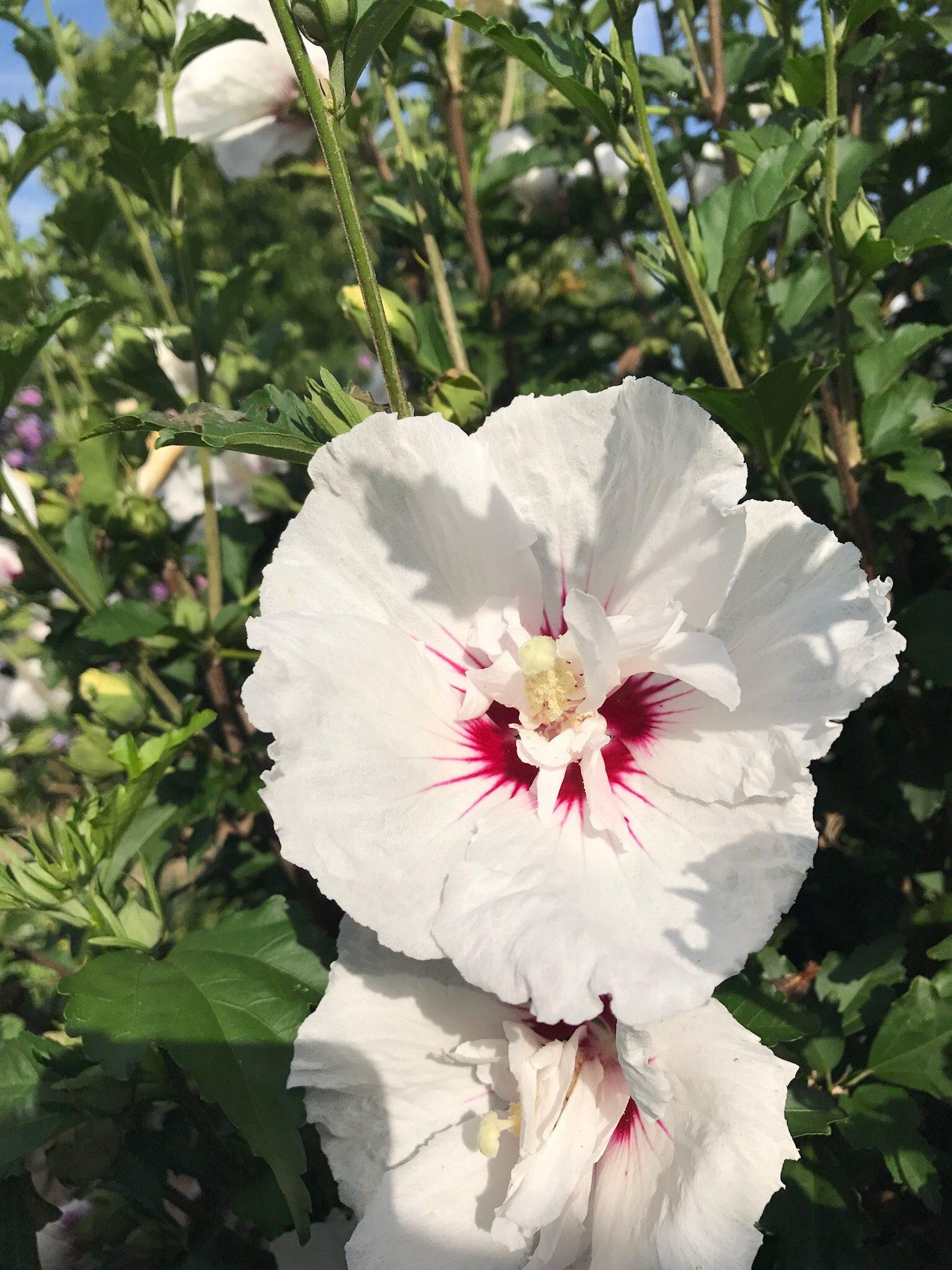 Hibiscus Syriacus Bali - View 13 from www redcrocus com