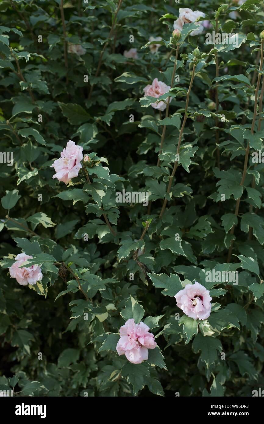 Hibiscus Syriacus Sugar Tip - View 11 from www redcrocus com
