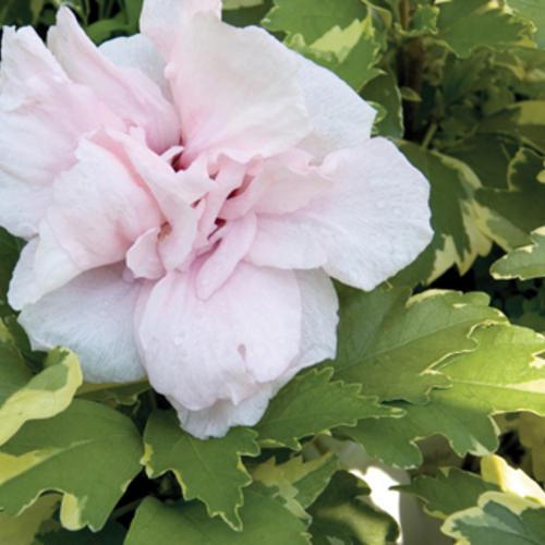Hibiscus Syriacus Sugar Tip - View 12 from www redcrocus com