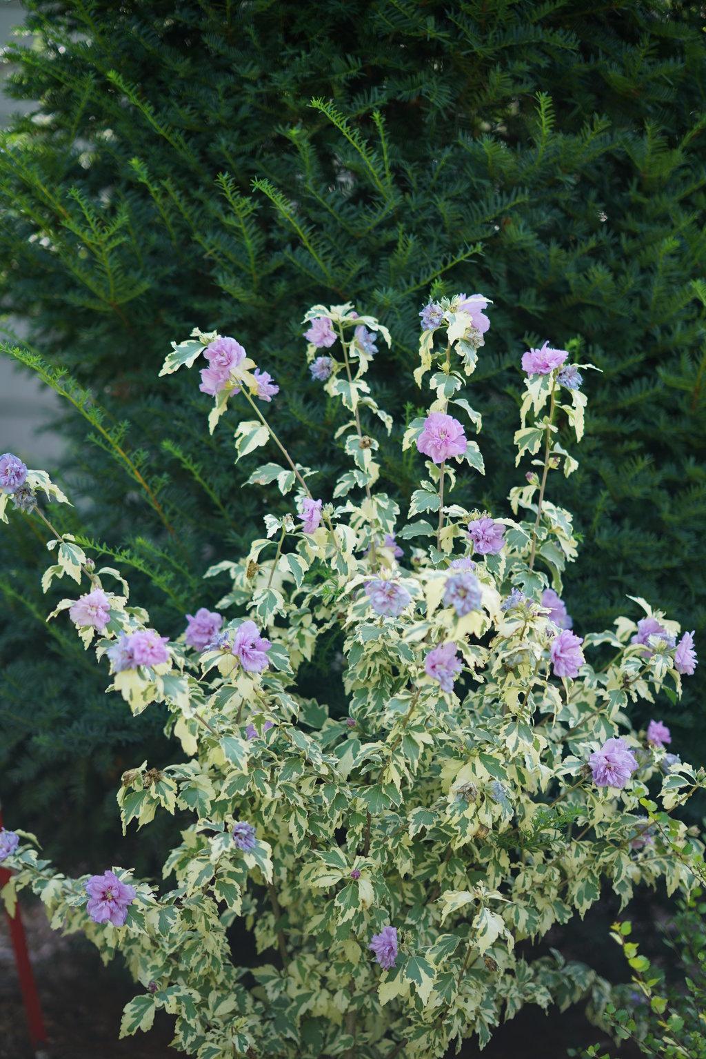 Hibiscus Syriacus Sugar Tip - View 13 from www redcrocus com