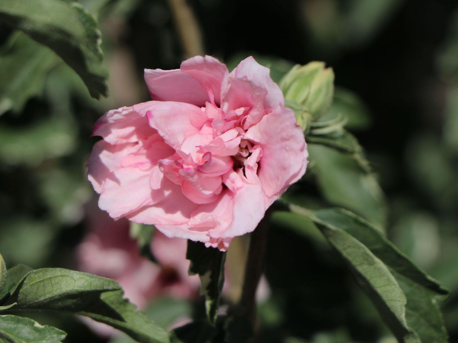 Hibiscus Syriacus Sugar Tip - View 14 from www redcrocus com