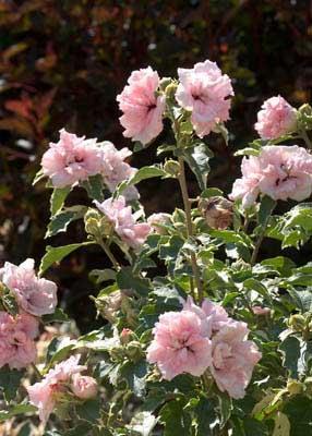 Hibiscus Syriacus Sugar Tip - View 15 from www redcrocus com