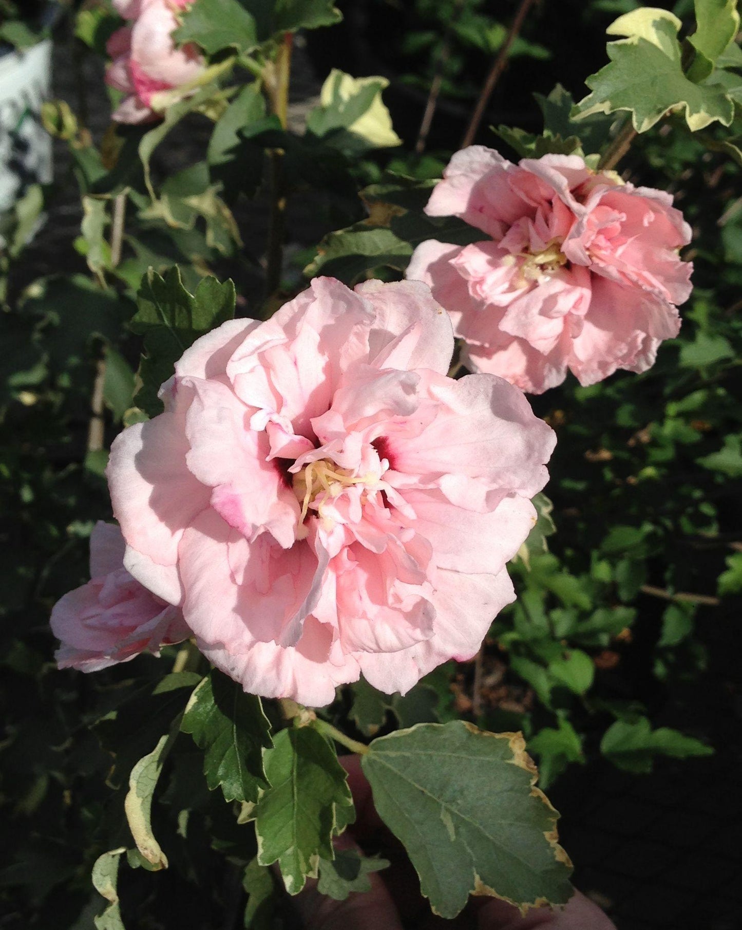 Hibiscus Syriacus Sugar Tip - View 16 from www redcrocus com