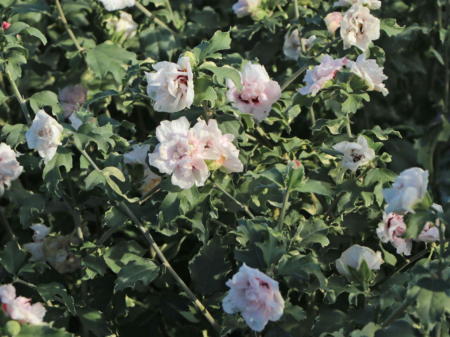 Hibiscus Syriacus Sugar Tip - View 17 from www redcrocus com