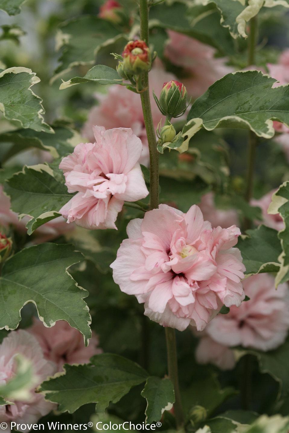 Hibiscus Syriacus Sugar Tip - View 1 from www redcrocus com
