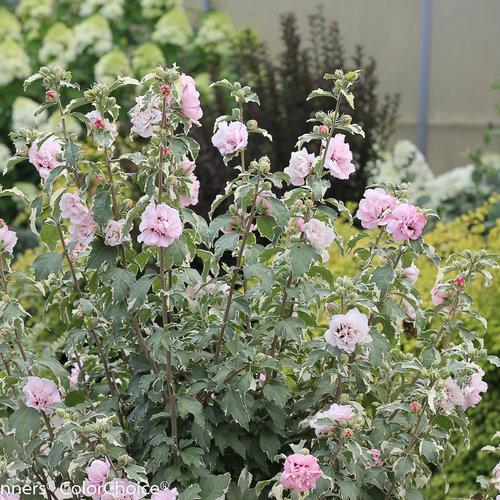 Hibiscus Syriacus Sugar Tip - View 2 from www redcrocus com