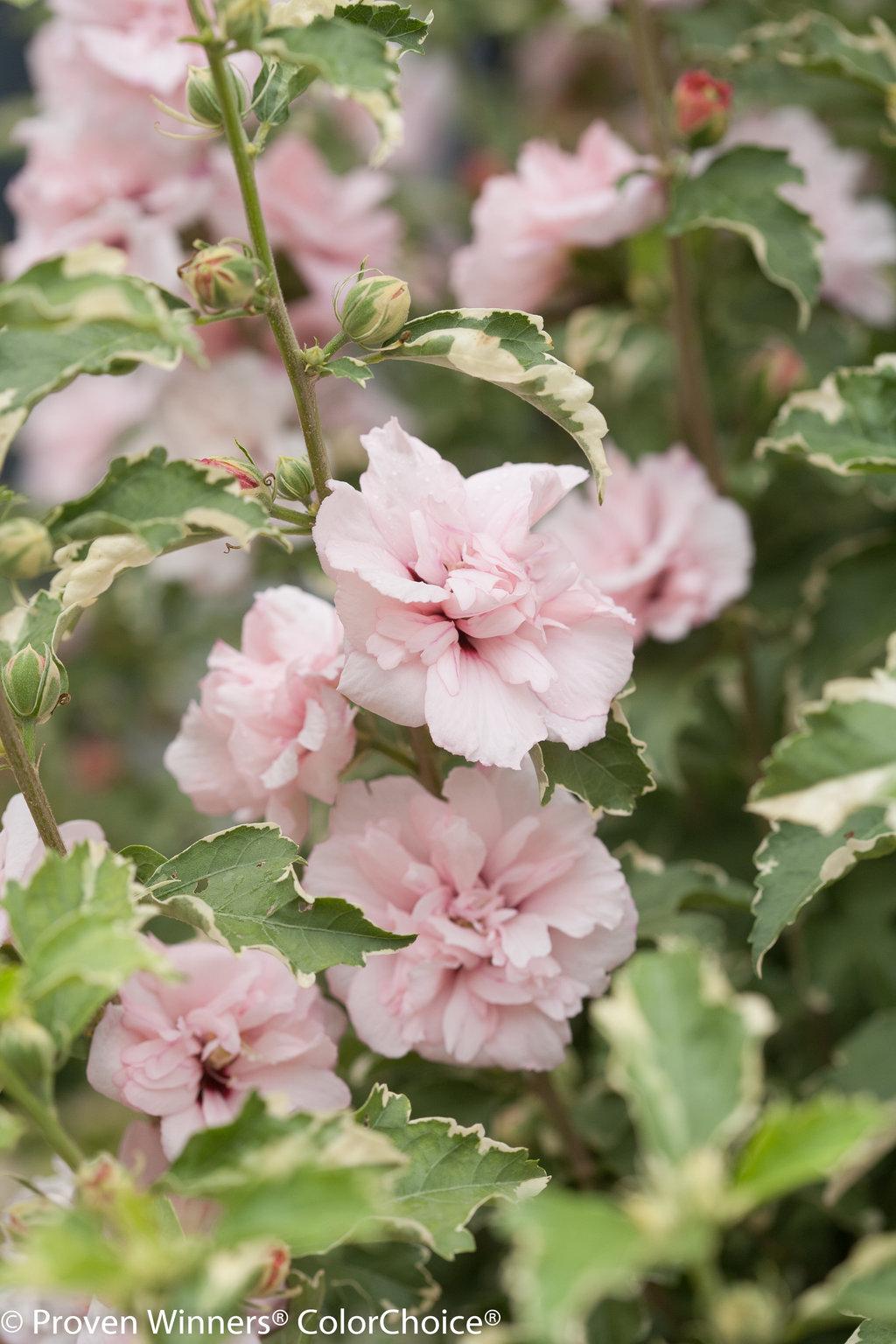 Hibiscus Syriacus Sugar Tip - View 3 from www redcrocus com