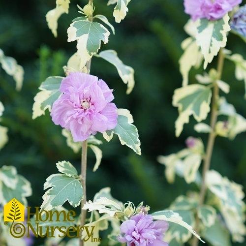 Hibiscus Syriacus Sugar Tip - View 4 from www redcrocus com