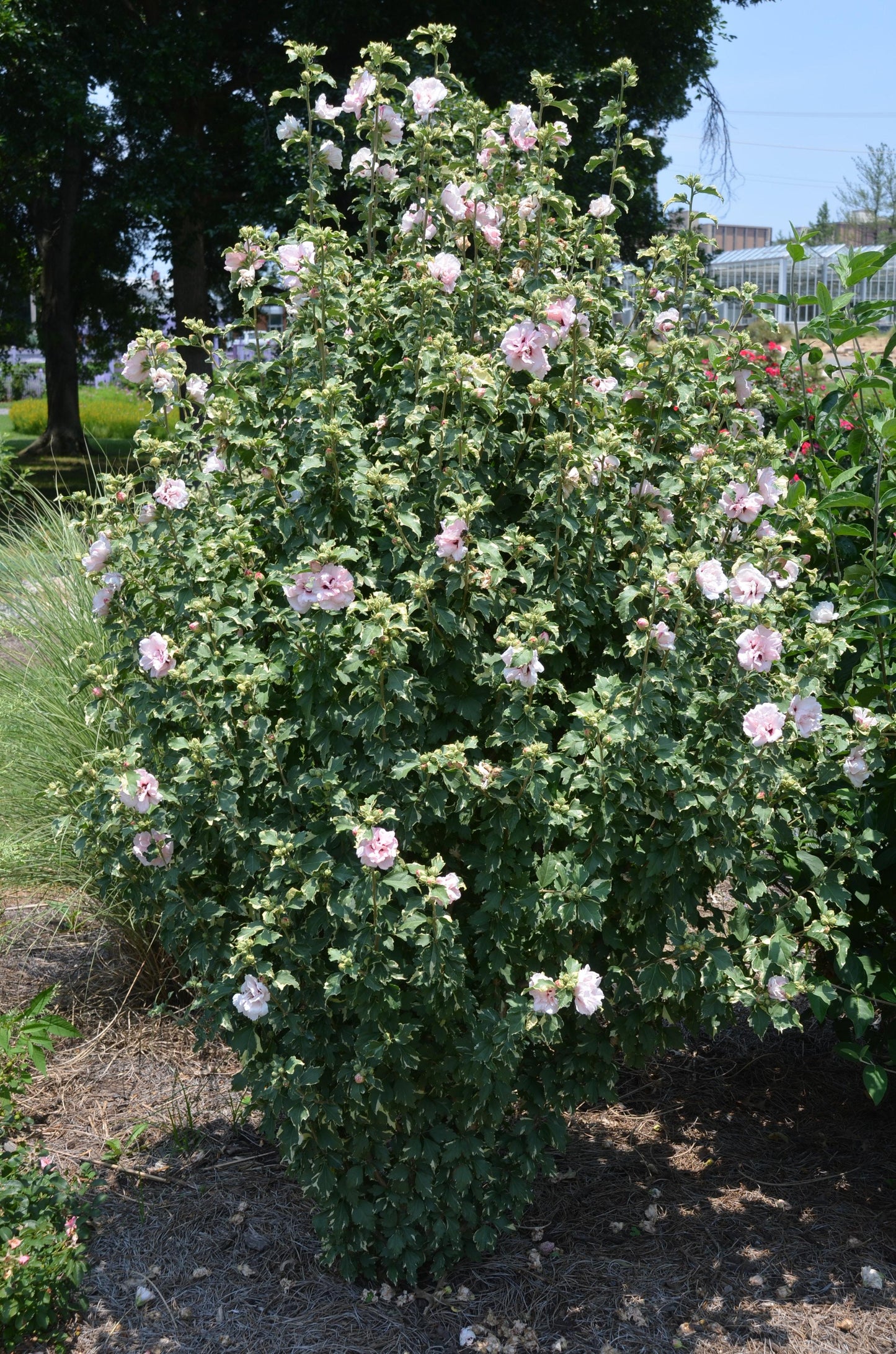 Hibiscus Syriacus Sugar Tip - View 5 from www redcrocus com