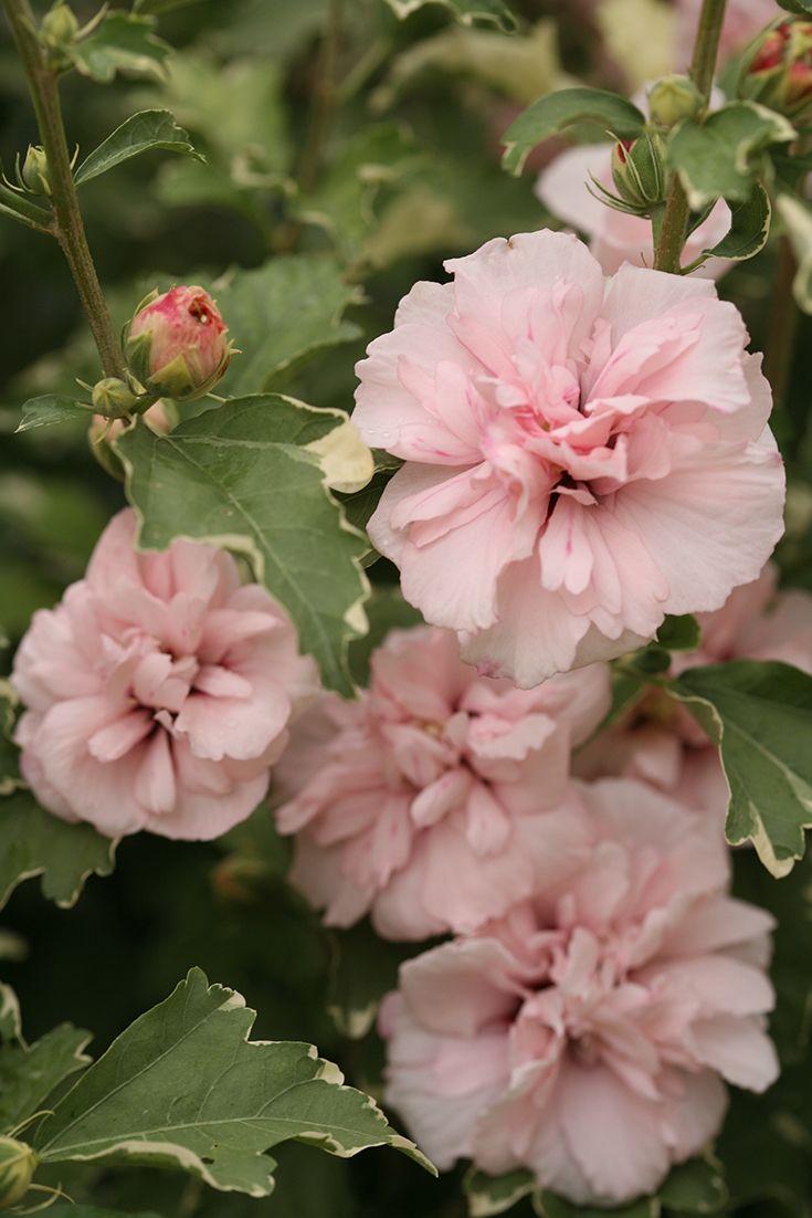 Hibiscus Syriacus Sugar Tip - View 6 from www redcrocus com