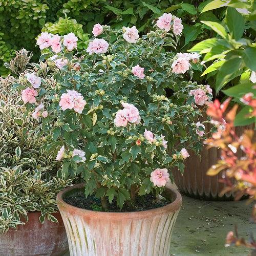 Hibiscus Syriacus Sugar Tip - View 7 from www redcrocus com