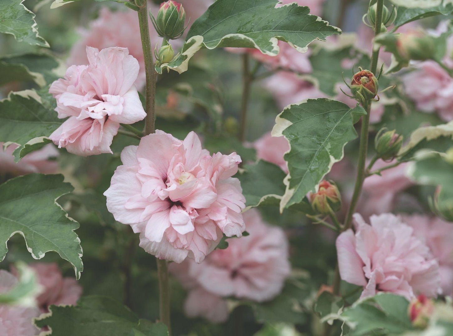 Hibiscus Syriacus Sugar Tip - View 8 from www redcrocus com
