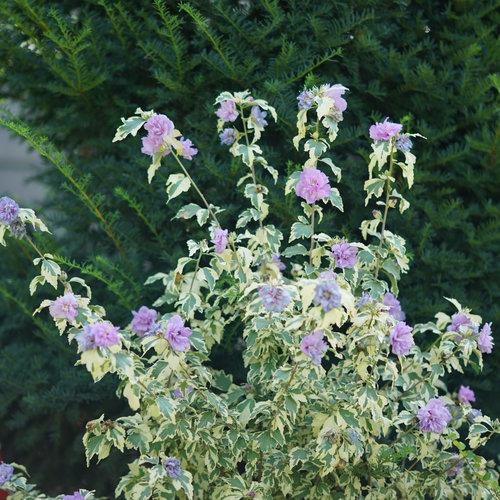 Hibiscus Syriacus Sugar Tip - View 9 from www redcrocus com