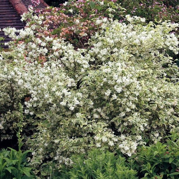 Philadelphus Virginalis Minnesota Snowflake - View 12 from www redcrocus com