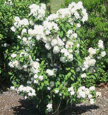 Philadelphus Virginalis Minnesota Snowflake - View 14 from www redcrocus com