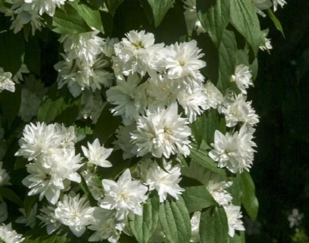 Philadelphus Virginalis Minnesota Snowflake - View 15 from www redcrocus com